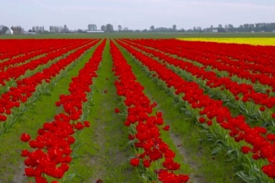 Фестиваль тюльпанів у американському штаті Вашингтон
