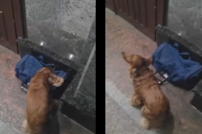 Собака службовий 