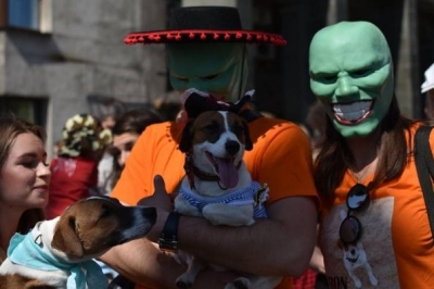 парад джек-рассел-тер'єрів