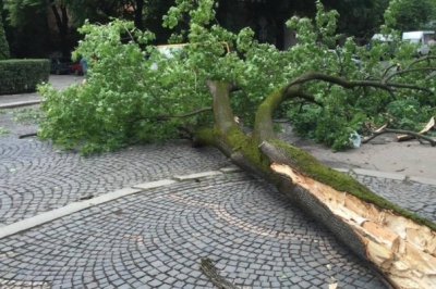 Дерево впало