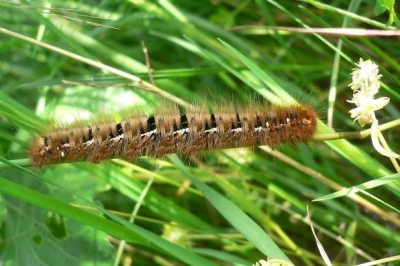 Гусінь дубового коконопряду. Фото: Georg Slickers, CC BY-SA 3.0