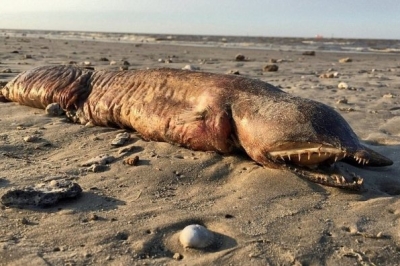 Дивне створіння на техаському пляжі