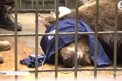 Ведмедиця Маша