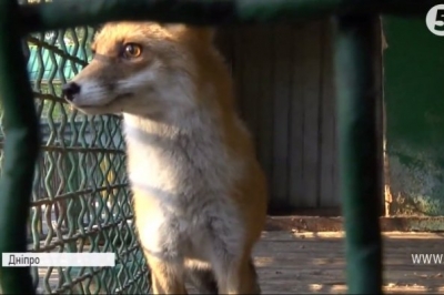 Лисичка у зоопарку