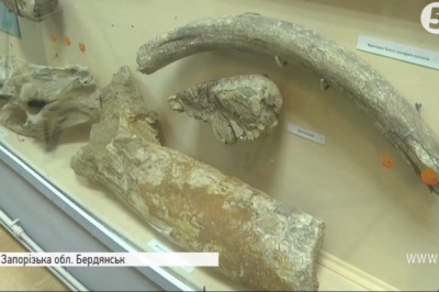 Бивень мамонта у Бердянську