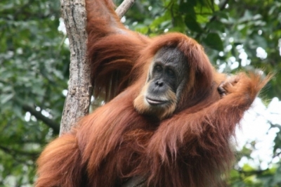Самиця суматранського орангутана Pongo abelii. Фото: Greg Hume
