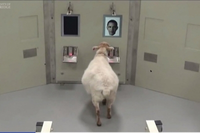 Вівця розпізнає Барака Обаму