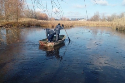 Врятовані лебеді