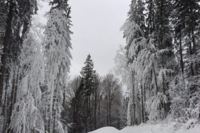Заснеженные карпаты