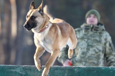 Собака