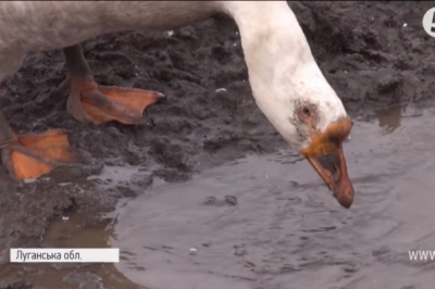 Гусак на позиціях під Кримським
