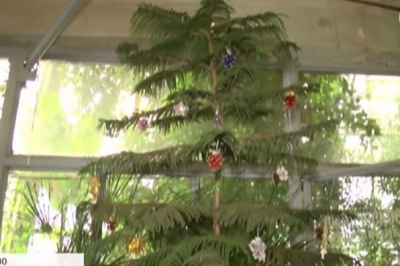 У ботсаду Дніпра прикрасили араукарію