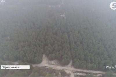 Хвойний ліс 