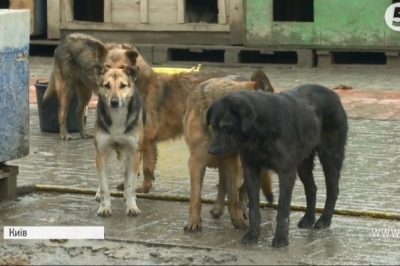 Притулок для тварин SOS