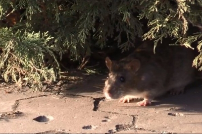 Щури у Кривому Розі