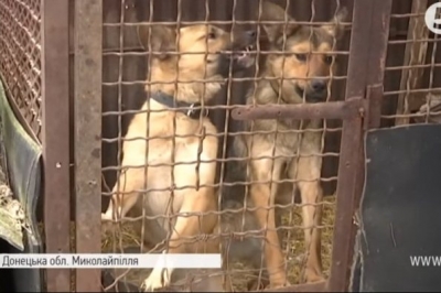 Миколайпілля, собаки, Донеччина