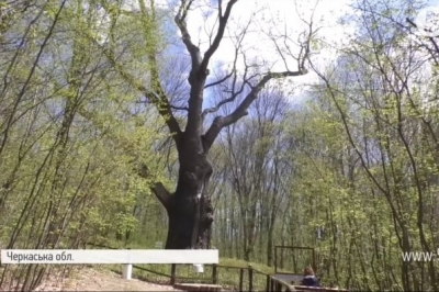 Старезний дуб на Черкащині