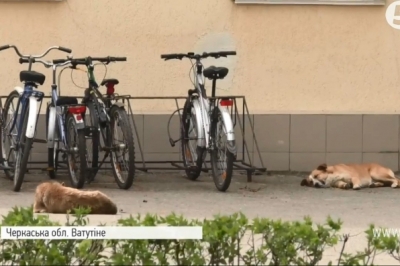 Собаки-безхатьки Черкас