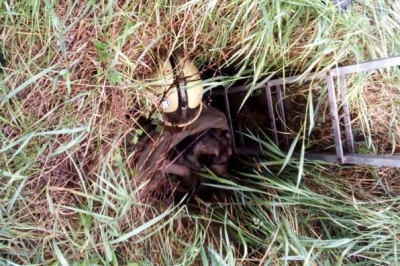 Порятунок собаки