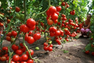 Помідор тепличний