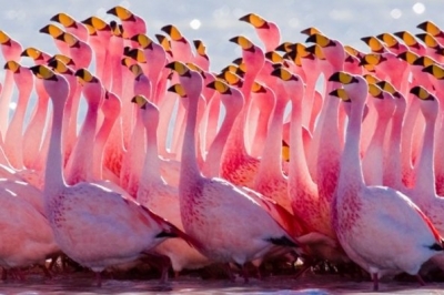 Розовые фламинго