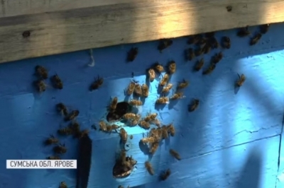 Бджоли на Сумщині