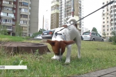 У Києві з'явилися біопакети для собачого посліду