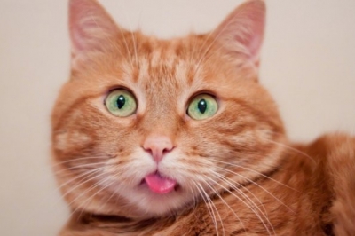 Рыжий кот