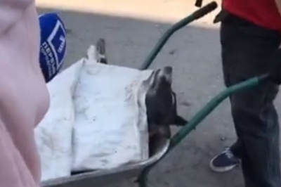 Потруїли собак у Кривому Розі