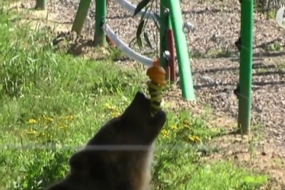 Ведмедик, Львів