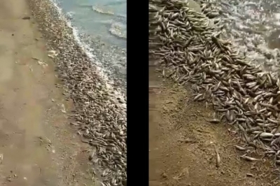 Мертві бички на Азовському узбережжі