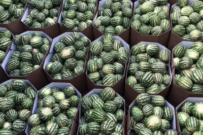 Арбузы из Херсона