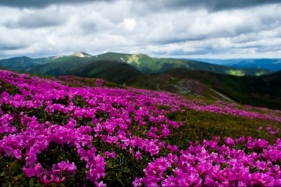 Червона рута на Говерлі