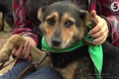 Фестиваль "Друг із притулку"