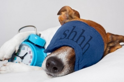 Собака спит с будильником