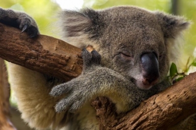 Коала спить