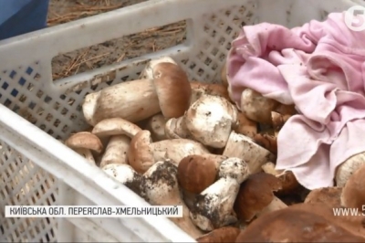 Гриби