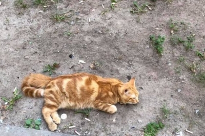 У Києві загубився кіт