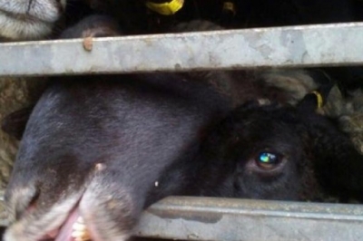 Вівці, митниця