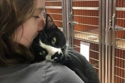 Кіт у притулку