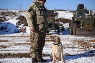 Чотирилапі на сході