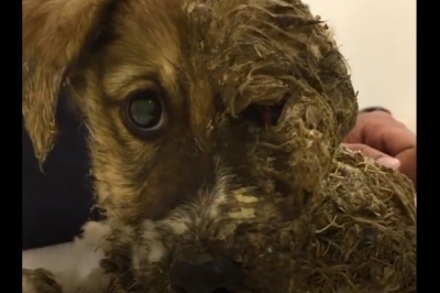 Собаку облили клеєм