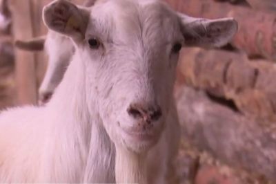 Розведення кіз, Черкаси