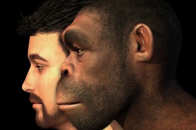 Еволюція. Сучасна людина і Homo Erectus