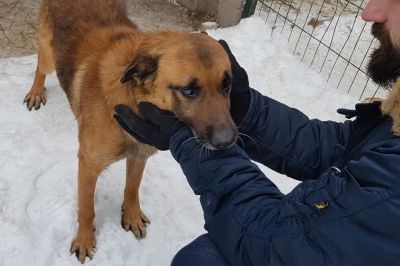 Сліпий собака шукає дім