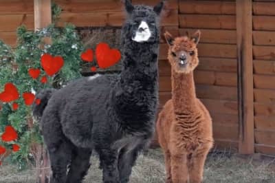 Кохання день св Валентина зоопарк