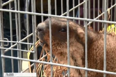 Бабачиха Маруся