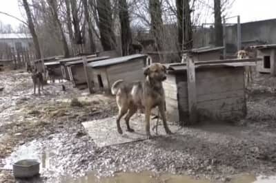 Притулок для собак "Оберіг"