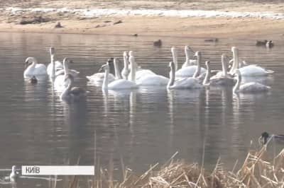 Лебеді в Києві