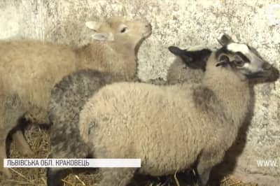 Американські військові подарували Краковецькому інтернату міні-ферму